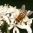Populacja pszczół maleje w zastraszającym tempie