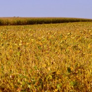 Albo GMO, albo wyższe ceny
