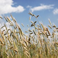 Wymarzły zasiewy – żywność podrożeje?