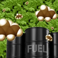 Biopaliwo niszczy silnik