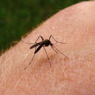 Brazylia wyhoduje zmutowane komary