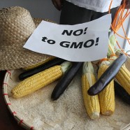 GMO – nadzieje i zagrożenia