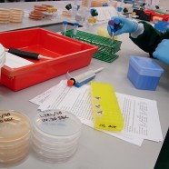 Dzięki biologii syntetycznej wyhodujesz sobie dom