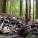 Polacy na potęgę śmiecą w lasach