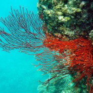 Wielka Rafa Koralowa wciąż się kurczy
