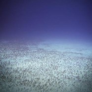 Polska będzie eksploatować złoża na dnie Pacyfiku?