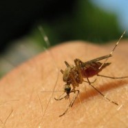 Odzież, która zabija komary