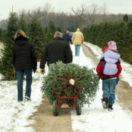 Choinki i karpie – najpopularniejsze produkty świąteczne