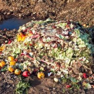 Żywność ze sklepów wreszcie dla ubogich a nie do kosza!