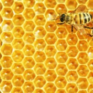 Hodowla pszczół sposobem na bezrobocie?