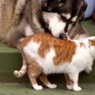 Będzie nowa ustawa dotycząca bezdomnych psów i kotów