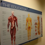 Chiropraktyka a kręgarstwo