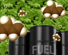 Biopaliwo niszczy si...