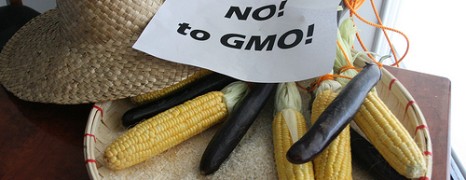 GMO – nadzieje...
