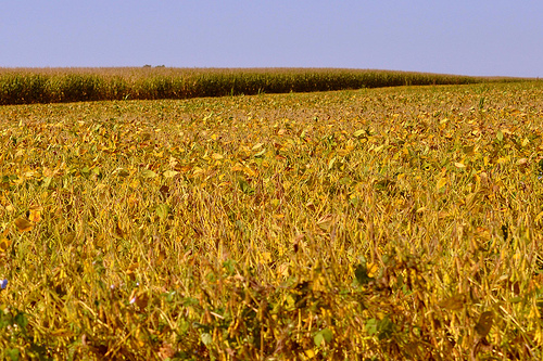 uprawa soi Uprawa soi